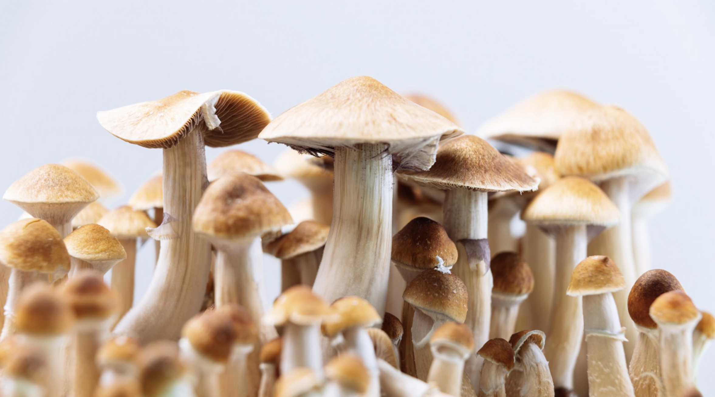 Magic mushrooms may help depression